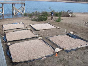 Gravel beds installed under fishing dock during lake drawdown