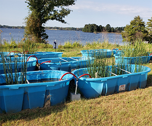 blue bins with aquatic plants growing near lake.
