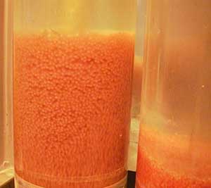 Catfish eggs, bright orange, in laboratory beaker