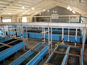 Hatchery - Lyndon Fish Hatcheries