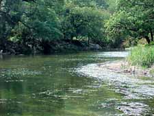 river bend with riffles and wooded bank