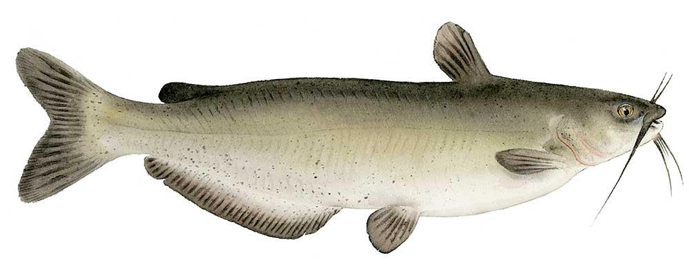 Channel Catfish