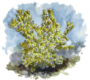 Ivory Bush Coral