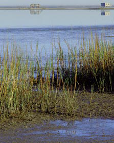 Corpus mudflats