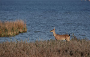 marsh animals