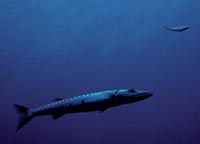 Nearshore barracuda