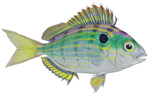 Pinfish — Texas Parks & Wildlife Department