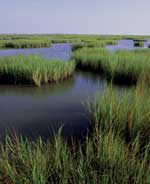 Saltmarsh