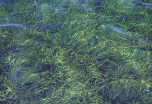 Seagrass bed