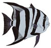 Atlantic Spadefish