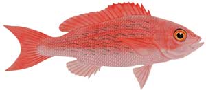 Vermilion Snapper