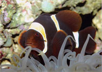 Clownfish