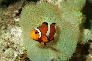 Clownfish