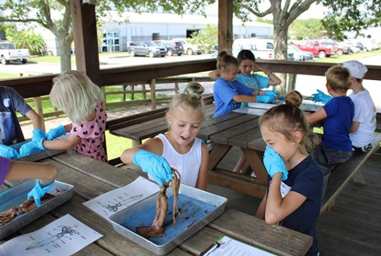 Children dissecting a squid
