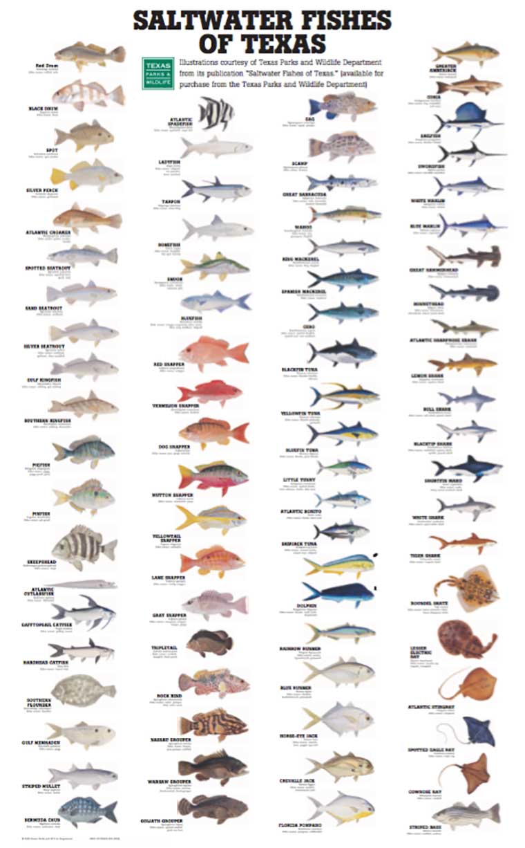 Saltwater Fishes of Texas Poster