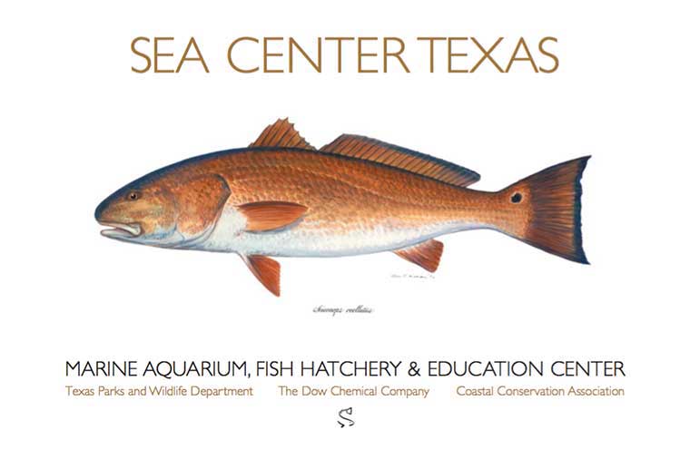 Sea Center Texas Redfish Poster by Ben Kocian