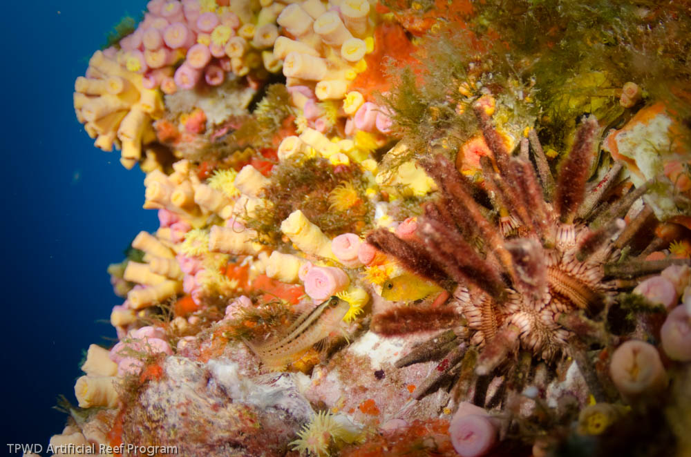Reefwalkerページ HighIslandReef_HIA271_0003.jpg