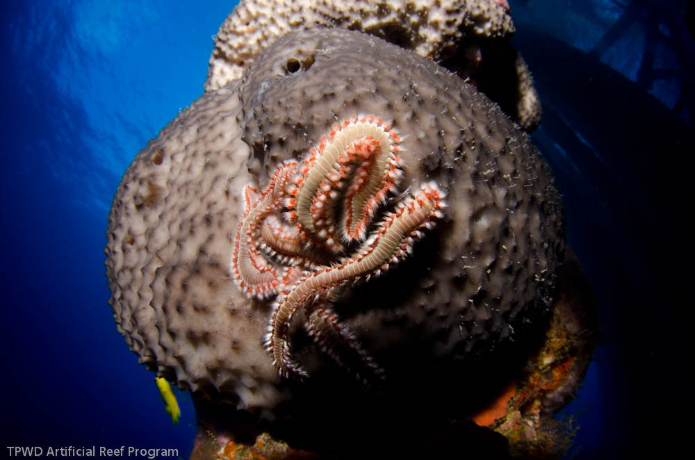 HighIslandReef_HIA389_0004.jpg