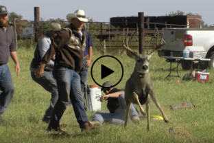 Mule deer