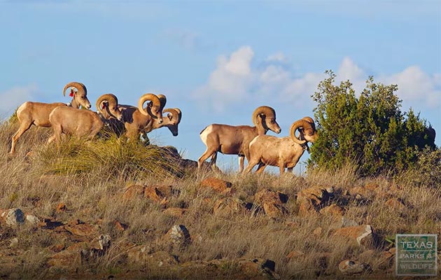 Restoring Texas Bighorn Sheep video