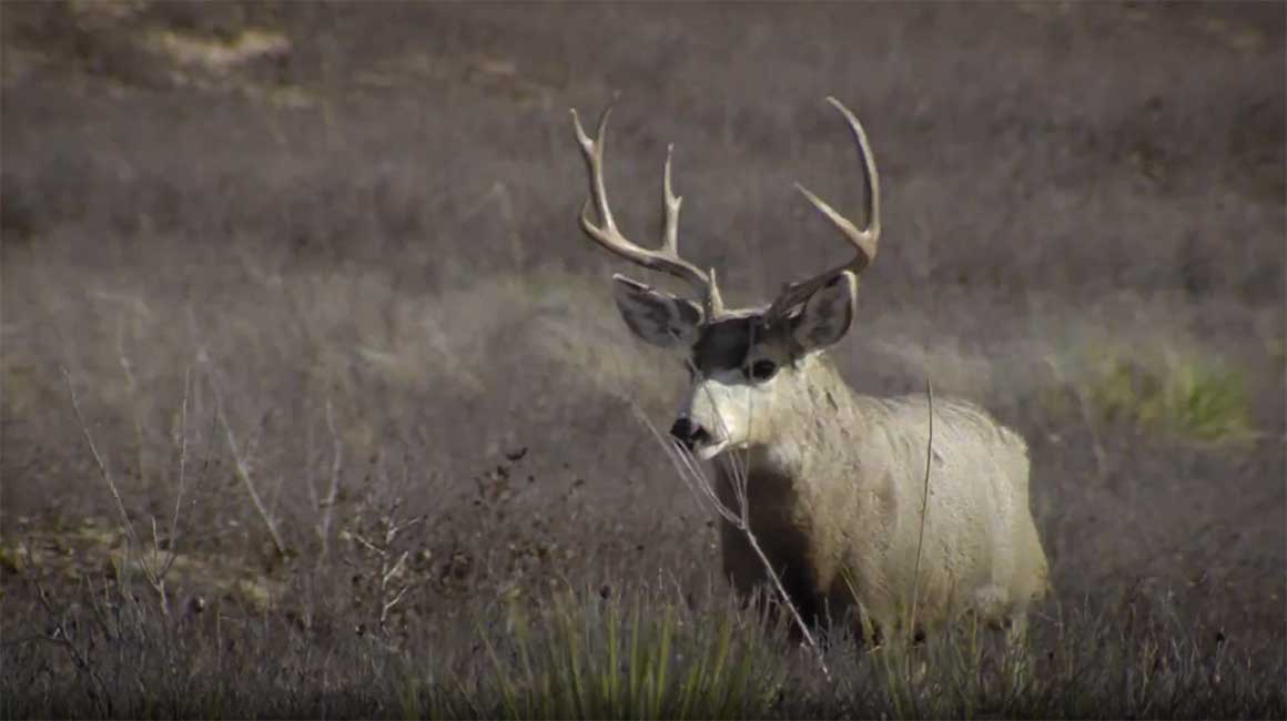 Ultimate Mule Deer Video