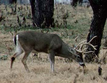 White-tail Deer Buck