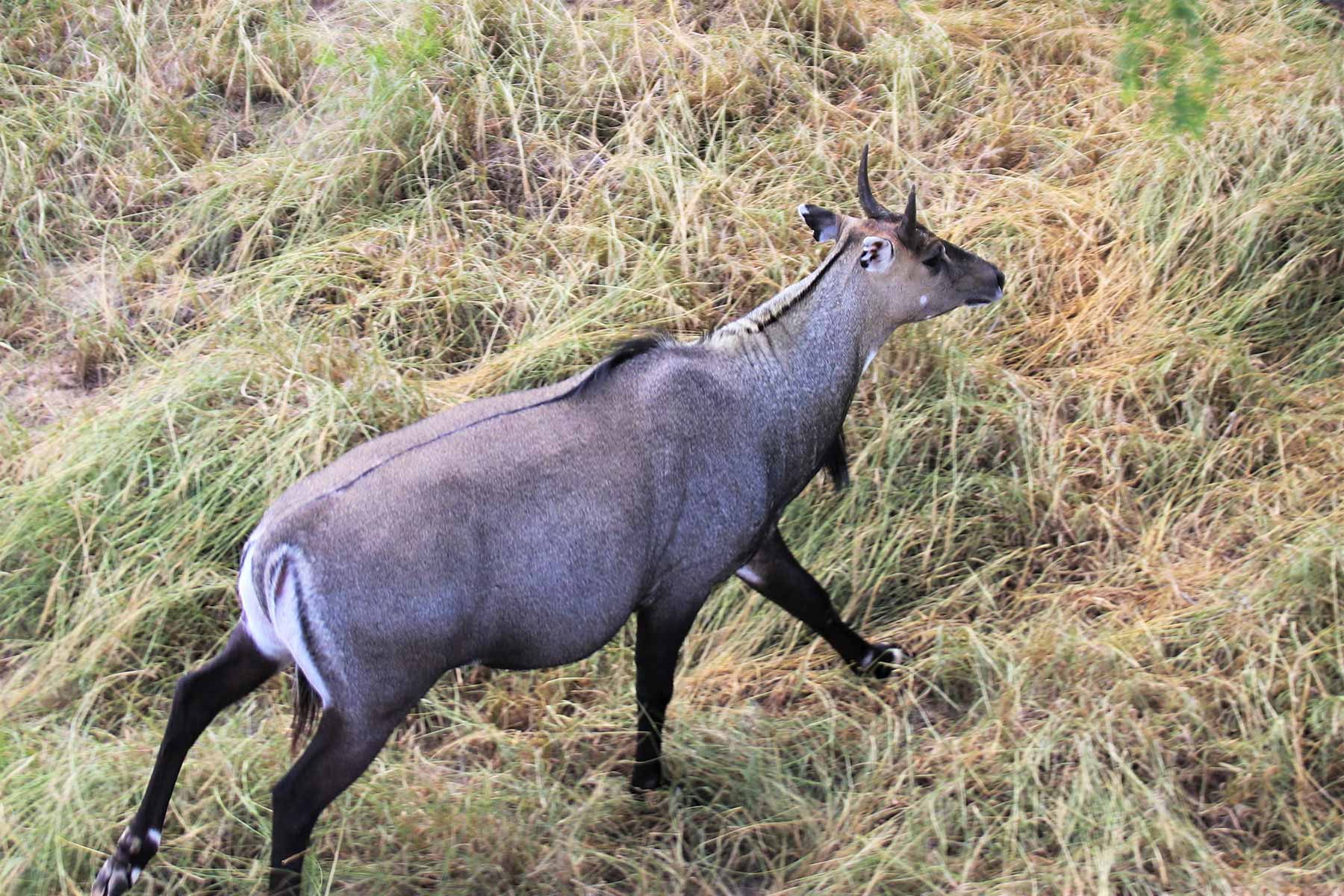 Nilgai Antelope Safari - Big Time Texas Hunts - TPWD