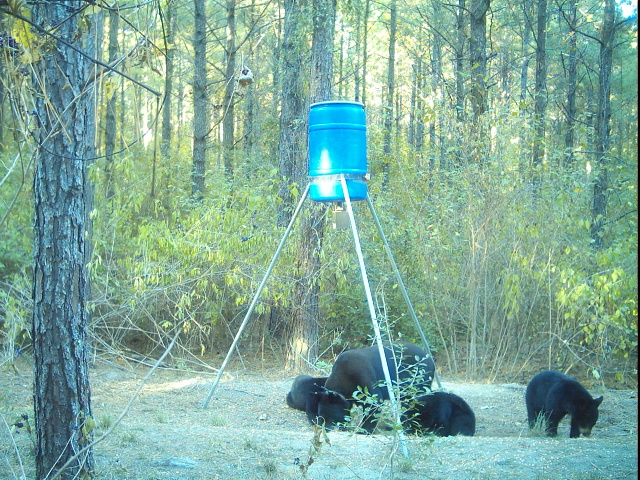 Why Black Bears Are Returning to Texas – Texas Monthly