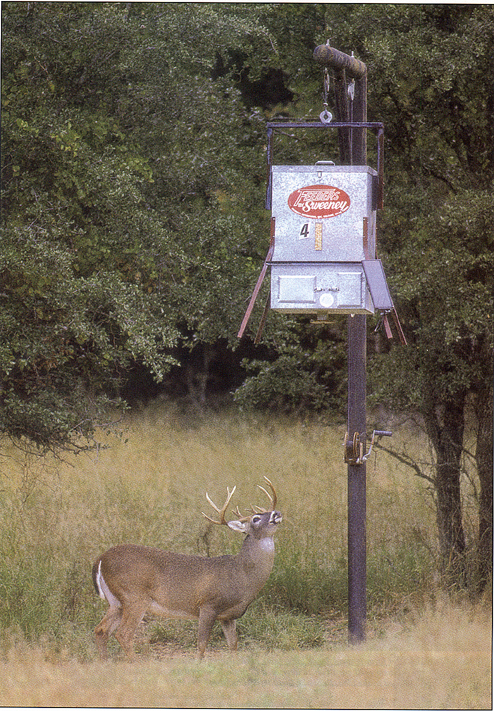 Deer next to feeder that is 8 feet off ground.