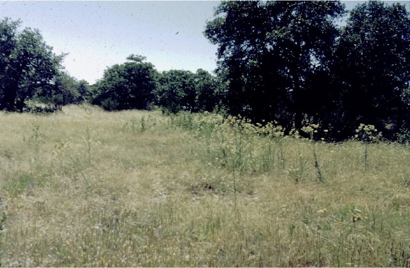 Plot 9, 1959