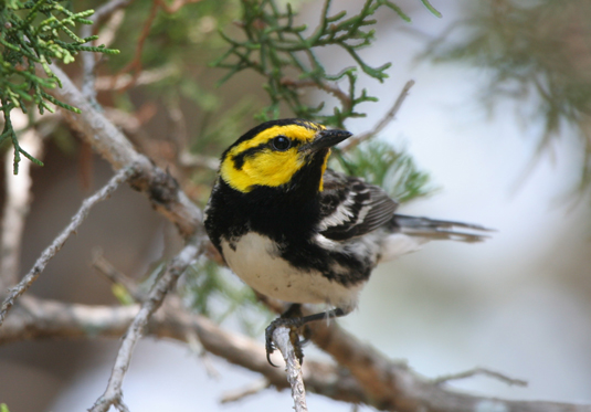 Golden-cheeked Warbler