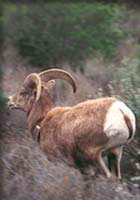 Bighorn sheep