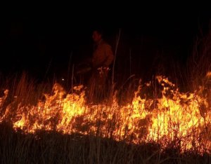 Click for a larger image Nighttime prescribed burning at the Gene Howe WMA