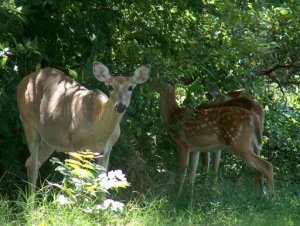 white-tailed doe and fawns