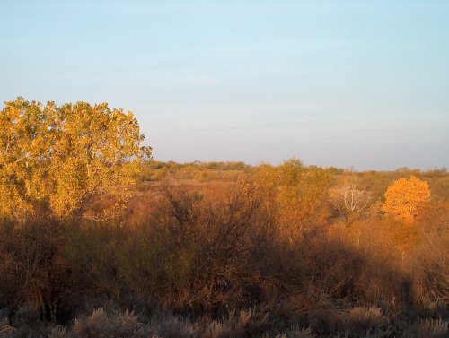 Fall sunrise on O.X. Creek on the Matador, highlighting the cottonwood trees.