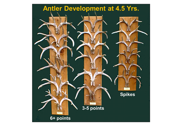 antler development at 4 and a half years old chart