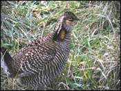 Photo of Attwater's Prairie Chicken