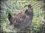 Photo of Attwater's Prairie Chicken
