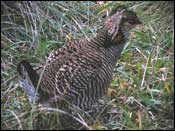 Attwater's Prairie Chicken side view and tail feathers
