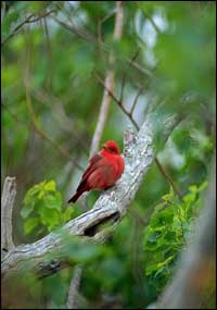 Summer Tanager