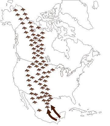 Central Flyway map