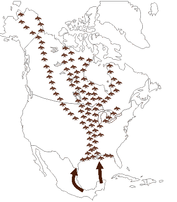 Mississippi Flyway map