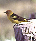 Photo of Western Tanager by Terry Spivey, USDA Forest Service