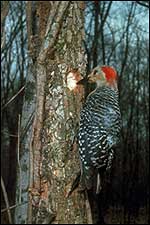 Photo of Red bellied Woodpecker by James Solomon, USDA Forest Service