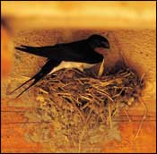 Photo of Barn Swallow
