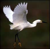 Photo of Snowy Egret