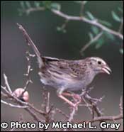 Photo of Cassin's sparrow, Copyright Michael L. Gray