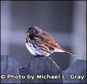 foto av Fox sparrow, upphovsrätt Michael L. grå