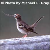 foto av Lark sparrow, upphovsrätt Michael L. Gray