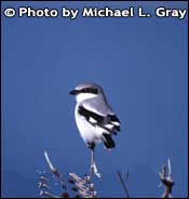 foto av Loggerhead Shrike, upphovsrätt Michael L. grå